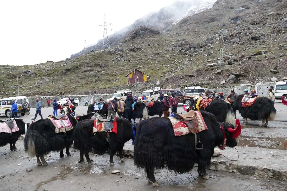 Yak Point Kufri